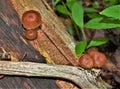 Xeromphalina Campanella growing on Dead Tree