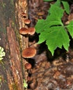 Xeromphalina Campanella growing on Dead Tree