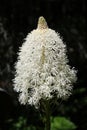 Xerophyllum - Flower in Glacier National Park