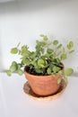 Xerosicyos danguyi silver dollar vine succulent house plant