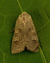 Xestia xanthographa Square-spot Rustic