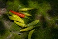 Xiaomi spicy, Xiaomi pepper, China, Yunnan, making pickled pepper