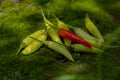 Xiaomi spicy, Xiaomi pepper, China, Yunnan, making pickled pepper