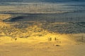 Xiapu tidal flats landscape in dawn