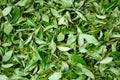 Xihu Longjing Tea,or Dragon Well Tea Royalty Free Stock Photo