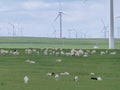 Xilinhot -A big heard of sheep grazing under wind turbines build on a vast pasture in Xilinhot, Inner Mongolia. Natural resources Royalty Free Stock Photo