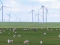 Xilinhot -A big heard of sheep grazing under wind turbines build on a vast pasture in Xilinhot, Inner Mongolia. Natural resources Royalty Free Stock Photo