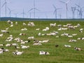 Xilinhot -A big heard of sheep grazing under wind turbines build on a vast pasture in Xilinhot, Inner Mongolia. Natural resources Royalty Free Stock Photo