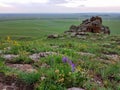 Xilinhot - A field of wind turbines build on a vast pasture in Inner Mongolia. There are a few yellow and purple wildflowers Royalty Free Stock Photo