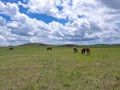 Xilinhot - Heard of horses grazing under wind turbines build on a vast pasture in Xilinhot, Inner Mongolia. Natural resources Royalty Free Stock Photo