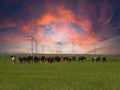 Xilinhot - Heard of horses grazing under wind turbines on a vast pasture in Xilinhot, Inner Mongolia during the sunset Royalty Free Stock Photo
