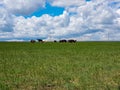 Xilinhot - Heard of horses grazing on a vast pasture in Xilinhot, Inner Mongolia. The animals roam free on a vast area. Royalty Free Stock Photo