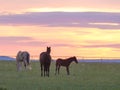 Xilinhot - Heard of horses grazing on a vast pasture in Xilinhot, Inner Mongolia during the sunset. The sky is pink Royalty Free Stock Photo