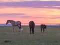 Xilinhot - Heard of horses grazing on a vast pasture in Xilinhot, Inner Mongolia during the sunset. The sky is pink Royalty Free Stock Photo