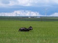 Xilinhot - A horse rolling on its back under wind turbines build on a vast pasture in Xilinhot, Inner Mongolia Royalty Free Stock Photo