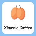 Ximenia Caffra Alphabet Fruit with text. Education for Kids. Flat design vector illustration.