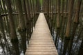 XINGHUA, CHINA: Lizhongshuishang forest or Li Zhong water forest is the natural ecological oxygen bar, is a good place for urban p