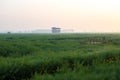 XINGHUA, CHINA: Rapeseed field in the morning