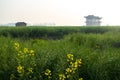 XINGHUA, CHINA: Rapeseed field in the morning