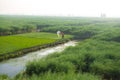 XINGHUA, CHINA: An unidentified woman watering the rapeseed field in the morning.