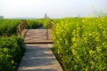 XINGHUA, CHINA: Walkway along canal in rapeseed field at morning