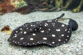 Xingu River ray, White-blotched river stingray ,Potamotrygon leopoldi Royalty Free Stock Photo