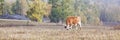 Xinjiang, china: grazing cow Royalty Free Stock Photo