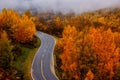 Betula platyphylla forest in Xinjiang