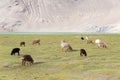 Sheep at Karakul Lake in Pamir Mountains, Akto County, Kizilsu Kirghiz, Xinjiang, China. Royalty Free Stock Photo
