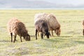 Sheep at Karakul Lake view from Karakoram Highway in Pamir Mountains, Akto County, Kizilsu Kirghiz, Xinjiang, China. Royalty Free Stock Photo