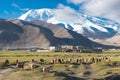 Sheep at Karakul Lake in Pamir Mountains, Akto County,Kizilsu Kirghiz Autonomous Prefecture, Xinjiang, China. Royalty Free Stock Photo