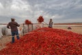 Two men collecting hot pepper