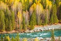 Xinjiang Hemu birch forest autumn