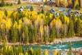 Xinjiang Hemu birch forest autumn