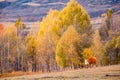 Xinjiang Hemu birch forest autumn