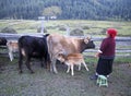 Xinjiang Kanas Lake Heavenly Mountain Tian Shan Grassland Autonomous Region China Nature Outdoor Farm Dairy Cattle Milking Cow Ox