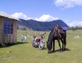 Xinjiang Kanas Lake Heavenly Mountain Tian Shan Grassland Autonomous Region China Nature Outdoor Horse Cattle Motorbike Scooter Royalty Free Stock Photo