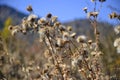 In Xinjiang Tianshan Tianchi dandelion in the