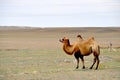 Lonely camel on the plateau