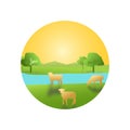 Small river, lamb, sunset, river, green grass, happy, lively waves. Royalty Free Stock Photo