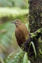 Xiphocolaptes promeropirhynchus, Strong-billed woodcreeper