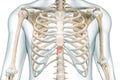 Xiphoid process bone of the sternum in red color with body 3D rendering illustration isolated on white with copy space. Human