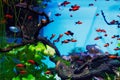 Xiphophorus fishes in aquarium Royalty Free Stock Photo