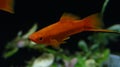 Xiphophorus helleri Swordtail aquarium fish Royalty Free Stock Photo