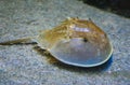 Xiphosura, Atlantic horseshoe crab (Limulus polyphemus), Philadelphia Royalty Free Stock Photo