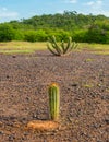 Xique xique cactus Pilosocereus gounellei and sertao/caatinga landscape - Oeiras, Piaui