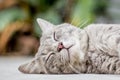 Cat sleeping on the ground