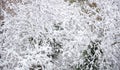 Xmas day concept. Snow covers the trees branches background, texture Royalty Free Stock Photo