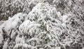 Xmas day concept. Snow covers the trees branches background, texture Royalty Free Stock Photo