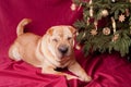 Xmas dog Royalty Free Stock Photo